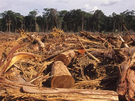 illegal fishing  amazon deforestation operations linked