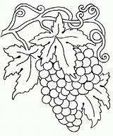 Uvas Cacho Fruta Frutas Colorido sketch template