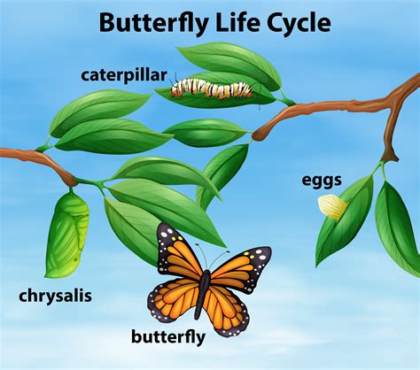 butterfly life cycle diagram  vector art  vecteezy