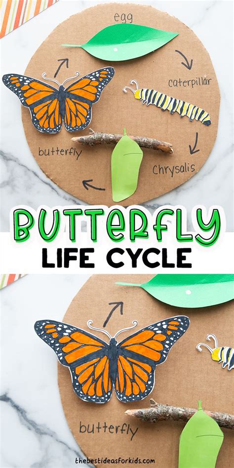 butterfly life cycle craft   template   ideas