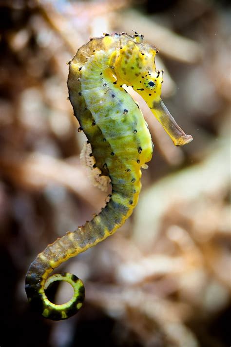 images  seahorse  pinterest bohol macro shots