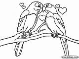 Coloring Pages Birds Parrot Bird Kids Loving Wedding Drawing Ide Printable Owl Print Greeting Temukan Tentang Card Also These May sketch template