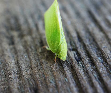 tiny green bug bruno badilescu flickr