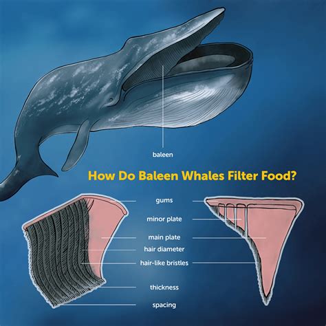 marine research    giant baleen whales filter  tiny