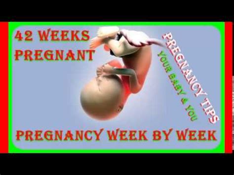 pregnancy week  week  weeks pregnant youtube