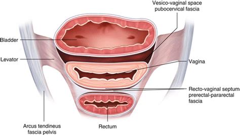 the anatomy of pelvic support atlas of vaginal reconstructive surgery