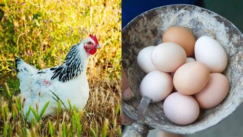 10 Most Productive Egg Laying Chickens 300 Eggs Per Year Egg