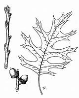 Fagaceae Shumardii sketch template