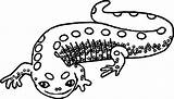 Amphibian Amphibians Caecilian Wecoloringpage sketch template