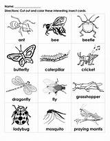 Insect Worksheets Bug Insekten Handouts Tracing Result Learningprintable Vocabulary sketch template