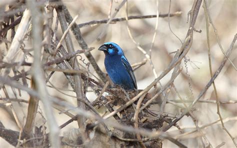 blue bunting audubon field guide