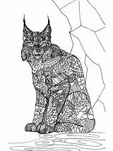 Lynx Mammals sketch template