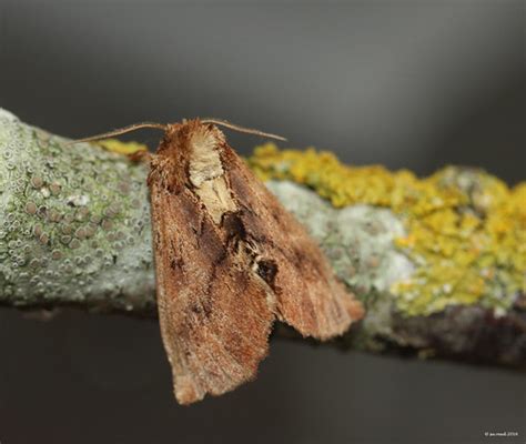 coxcomb prominent west sussex horsham mv su reed flickr