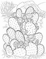 Cactus Coloring Pages Printable Kids Sheets Coloriage Adult Flowers Para Online Colorir Adults Gif sketch template