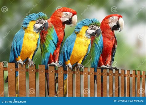 large parrot royalty  stock image image
