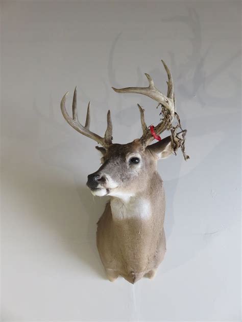 whitetail deer shoulder mount dw  mounts  sale