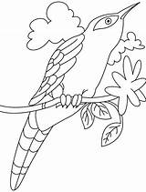 Cuckoo Bird Drawing Coloring Pages Coloringsky Loca Designlooter Easy Sheet 7kb 795px Sky Template Drawings sketch template