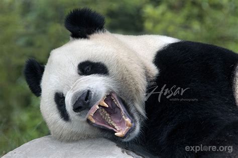 so i decided to look up panda teeth ken ham i think you