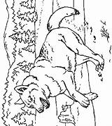 Coloriage Loup Colorat Lupi Dessin Animale Planse Imprimer Loups Lobos Varcolaci Bebe Dibujar Cu Lup P15 Dificiles Colorier Foret Desene sketch template
