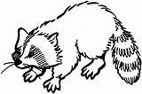 Raccoon Coloring Para sketch template