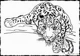 Colorier Léopard Getdrawings Rapide Farm Authentique Leopards sketch template