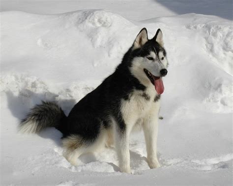 siberian husky dog breed information idw