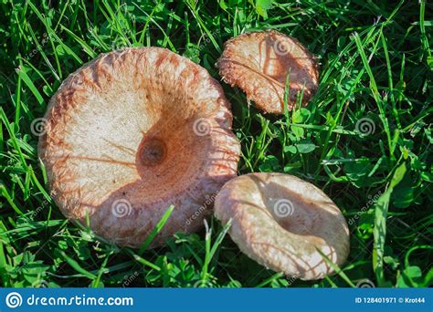 Edible Mushrooms Lactarius Deliciosus On A Green Grass Stock Image