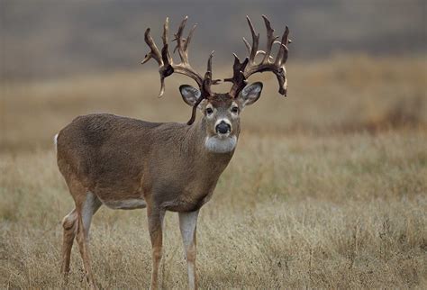 impressive deer  hunter  pursue precisionoutdoors