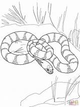 Snake Coloring Pages King Snakes California Garter Mamba Drawing Cool Tiger Printable Color Cobra Getdrawings Supercoloring Designlooter Comments Online Getcolorings sketch template