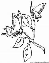 Cocoon Butterfly Coloring Pages Printable Colouring Getdrawings Drawing Cocoons Getcolorings Color sketch template
