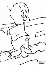 Porky Pig Coloring Pages Tunes Looney Printable Drawing Popular Kids Color sketch template