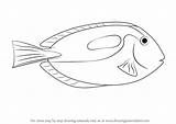 Tang Blue Draw Fish Drawing Coloring Pages Step Template Fishes Tutorials Sketch Drawingtutorials101 Tutorial Learn sketch template