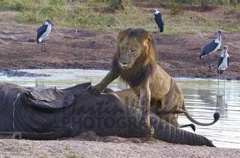 buy lion  elephant kill botswana image  print canvas  martin willis photographs