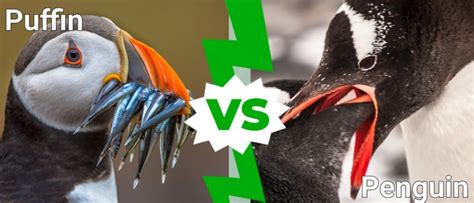 puffin  penguin    differences   animals