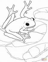 Frogs Dart Ausmalbild Supercoloring Animal Amerikanischer Laubfrosch Rainforest Dunagan Jj Bullets Eyed Lilypads Getdrawings Jasmin Moved Permanently sketch template