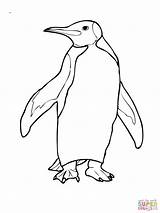 Penguin Coloring Pages Penguins Adelie King Simple Emperor Drawing Color Printable Cute Pittsburgh Template Little Clipart Blue Print Getdrawings Realistic sketch template