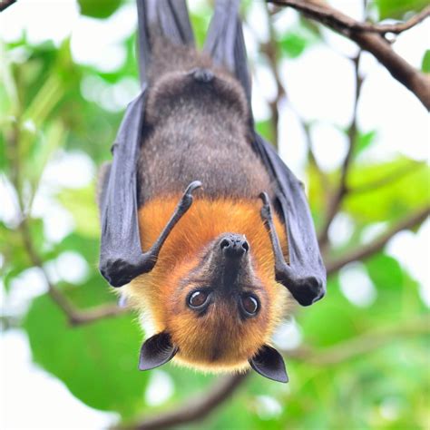 exceptionally enthralling facts   egyptian fruit bat