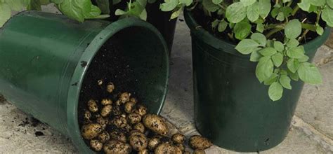 easy   grow loads  potatoes   trash  hg potato