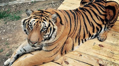 pet tiger problem bbc news