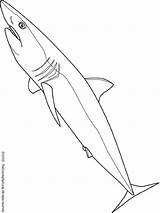Mako Requin Shark Colorier Coloring Dessin Avril Coloriage Imprimer Ocean sketch template