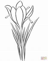 Crocus Coloring Saffron Drawing Pages Sativus Flower Printable Supercoloring Drawings Color Draw Plant Choose Board sketch template