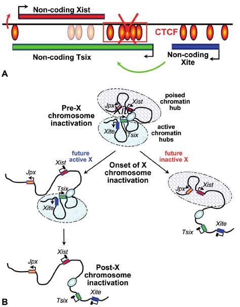 Loop Formation At The X Chromosome Inactivation Center Xic Controls