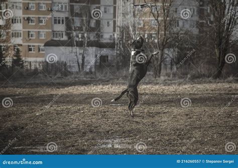 beautiful dog  jumping   flying drone stock image image  friend beauty