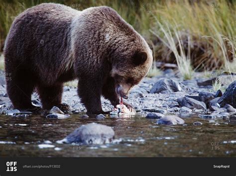 grizzly bear eating  fish chilko lake british columbia canada stock
