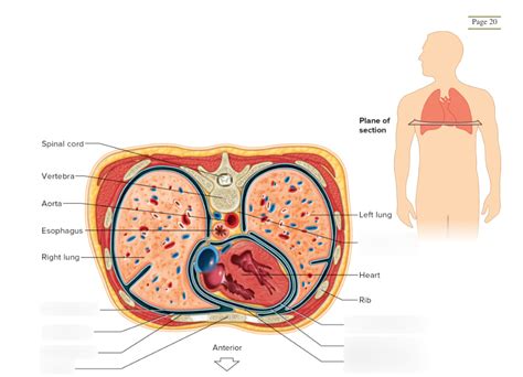 transverse section  thorax diagram quizlet