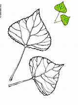 Tree Poplar Coloring Pages Cottonwood Printable Template sketch template