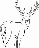 Elk Coloring Pages Getdrawings sketch template
