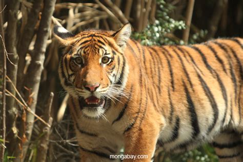 scientists  save  malayan tiger save  prey focusing  wildlife