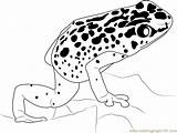 Frog Dart Poison Coloring Blue Pages Drawing Color Coloringpages101 Getdrawings Popular sketch template