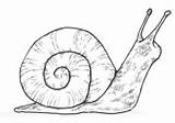 Snail Coloring Pages Mollusks Body Printable Drawing Science Ncert Do Movements Chapter Class Solution Move Fish Water sketch template